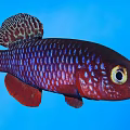 Vibrant Red And Purple Aquatic Fish With Spotted Dorsal Fin Large Eyes And Blue Background