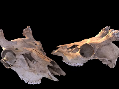 Bones 3d model Bones 3d model