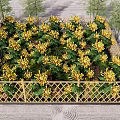 Abundant Yellow Flowers In Garden Bed With Bamboo Fence And Neat Layout