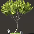 Lush Green Needle Tree With Curved Trunk And Dense Foliage 3d model