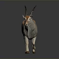 Graceful Light Brown Antelope With Long Horns On Dark Background 3d model