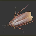 Brown Cockroach with Long Antennae and Wings on Dark Surface with Reflection 3d model
