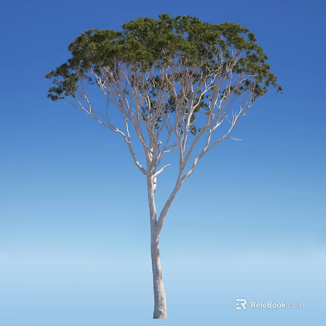 Tall Arbor Featuring White Trunk Slender Branches And Green Foliage Under Blue Sky 3d model 