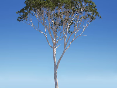 Tall Arbor Featuring White Trunk Slender Branches And Green Foliage Under Blue Sky 3d model