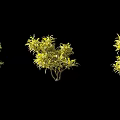 Different Yellow Leafy Shrubs With Green Foliage Arranged On Black Background 3d model