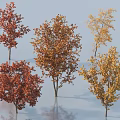 Autumn Arbor Trees With Red Orange Yellow Foliage Different Varieties Scenic View