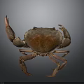 Brown crab with shiny exoskeleton and prominent claws isolated on gray background