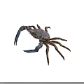 Close Up View Of Colorful Aquatic Crab With Blue Claws And Brown Legs