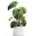 Stylish Indoor Garden Decor With Variegated Leafy Plants In White Ceramic Pots
