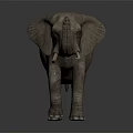 Gray Elephant with Raised Trunk and Long Tusks Standing on Gray Background