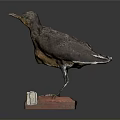 Vintage Bird Taxidermy Specimen Standing On Red Wooden Base With Label
