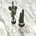 Potted Cactus Plants in Black Pots with Gold Metal Stands on Marble Surface