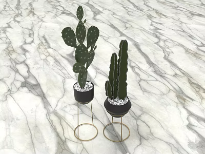 Potted Cactus Plants in Black Pots with Gold Metal Stands on Marble Surface 3d model