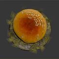 Vibrant Orange Cap Mushroom with White Stem and Green Grass on Base against Dark Background