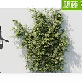 Modern Vine Vine Wall 3d model