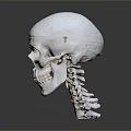 Medical Device Human Skull Model With Detailed Anatomical Structure For Medical Teaching And Training