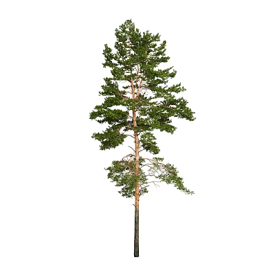 Tall Tree With Lush Green Leaves And Strong Trunk In Natural Landscape 3d model