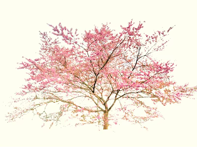 Stunning Tree With Vibrant Pink Blossoms Blooming In Spring Season 3d model