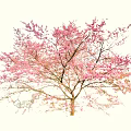 Stunning Tree With Vibrant Pink Blossoms Blooming In Spring Season