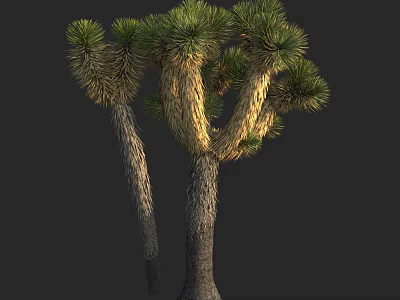 Joshua Tree With Green Leaves And Textured Trunks In Natural Environment 3d model