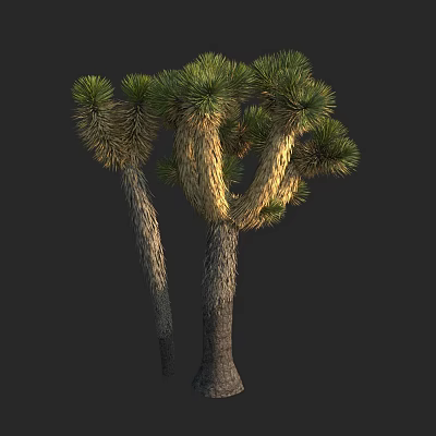 Joshua Tree With Green Leaves And Textured Trunks In Natural Environment 3d model