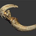 Crescent Shaped Animal Horn With Amber Crystals And Natural Texture On Dark Background