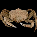 Close Up View Of Brown Crab With Textured Shell Large Claws And Legs