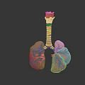Medical Device Detailed Lung Anatomical Model with Bronchial Structure 3d model