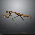 Detailed Brown Praying Mantis Standing on Dark Reflective Background with Long Legs