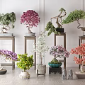 Various Colored Bonsai Trees With Curved Branches On Wooden Stands And Decorative Accents