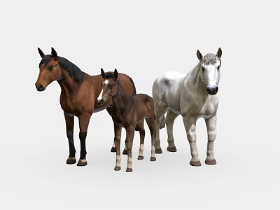 Three Horses Group Including Brown Adult Foal and White Mare Standing Together 3d model