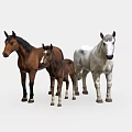 Three Horses Group Including Brown Adult Foal and White Mare Standing Together