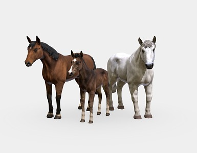 Horse White Horse 3d model