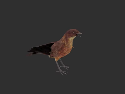 Brown and Black Bird Standing on Gray Background with Detailed Feathers 3d model