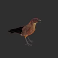 Brown and Black Bird Standing on Gray Background with Detailed Feathers