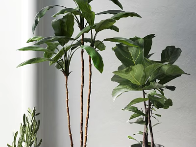 Indoor Potted Ficus And Cactus Plants With Large Green Leaves And Tall Stems 3d model