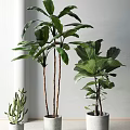 Indoor Potted Ficus And Cactus Plants With Large Green Leaves And Tall Stems