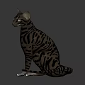 Striped Cat With Bright Green Eyes Sitting On Gray Background In Studio Light