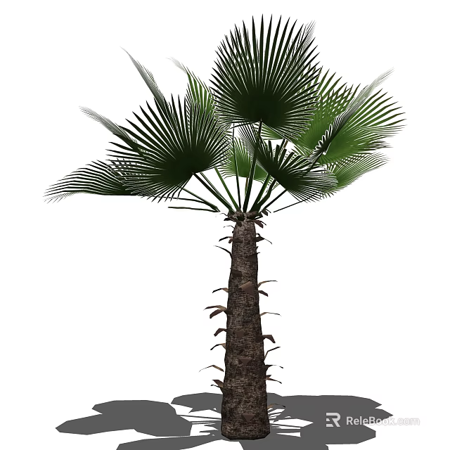 Tropical Palm Tree with Large Green Fronds and Brown Thorny Trunk 3d model 