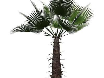 Tropical Palm Tree with Large Green Fronds and Brown Thorny Trunk 3d model