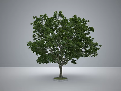 Lush Green Arbor With Dense Foliage And Strong Trunk On Gray Platform 3d model