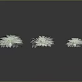 Small Fresh Green Leafy Plants Arranged in Clusters on Black Background