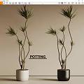 Potting Bonsai Dragon Trees With Curved Stems In White And Black Pots On Beige Background