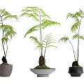 Three Different Bonsai Potted Plants With Green Lush Foliage And Various Shaped Planters