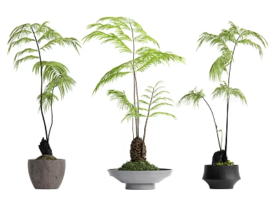 Three Different Bonsai Potted Plants With Green Lush Foliage And Various Shaped Planters 3d model