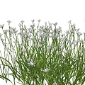 White Small Flowers Growing On Green Herbaceous Plants With Light Blue Background