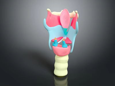Medical Device Human Organ Anatomical Model with Color Coded Components for Educational Training 3d model