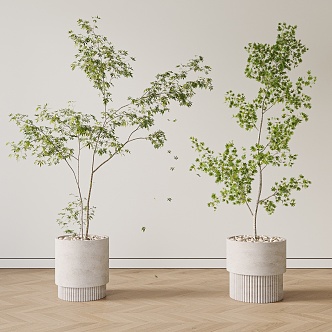 Modern Indoor Acer Pot Plant 3d model