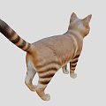 Orange And White Cat Standing In Gray Background With Alert Expression 3d model