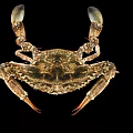 Close Up View Of Crab With Large Claws And Detailed Shell On Black Background